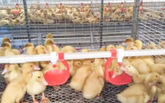 養(yǎng)鴨場老板：熱泵供暖溫度高，費用比燒煤還??！